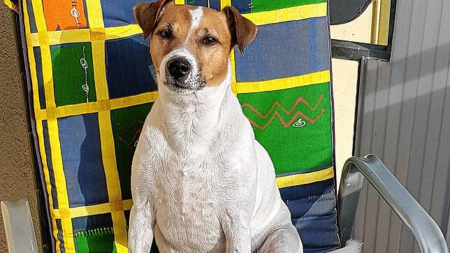 Der Parson Terrier Milo verstarb im März überraschend nach einem Spaziergang über die Felder bei Bräunlingen. Besitzer Andy Wenke ...