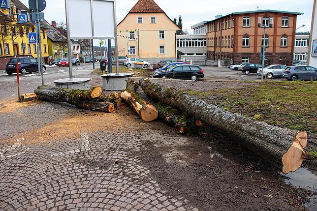Hier liegen die gefällten Bäume. Rechts von ihnen, wo heute noch ein Parkplatz ist, entsteht später die neue Tiefgaragen-Einfahrt.
