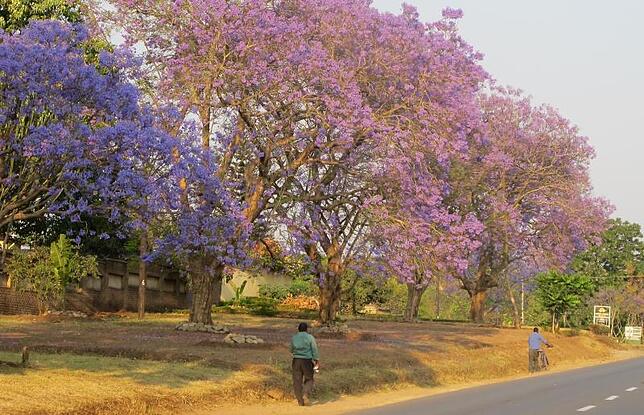 Der Weg zur Arbeit: Die Jacaranda Bäume blühen und verwandeln die Straßen in farbenfrohe Alleen.