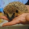Nur wenige hundert Gramm wiegt der kleine Igel, den Thomas Binkert zur Pflege hat.