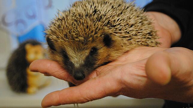 Nur wenige hundert Gramm wiegt der kleine Igel, den Thomas Binkert zur Pflege hat.