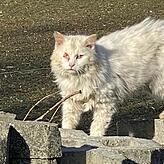 Die Katze hat ein entzündetes Auge und ist ungepflegt und verwahrlost.