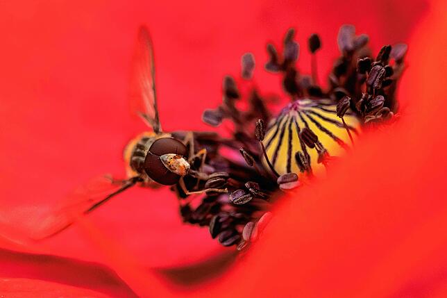 Eine Schwebfliege sitzt in einer Klatschmohnblüte. Manche Insekten vertilgen Schädlinge. Das senkt den Spritzmitteleinsatz.