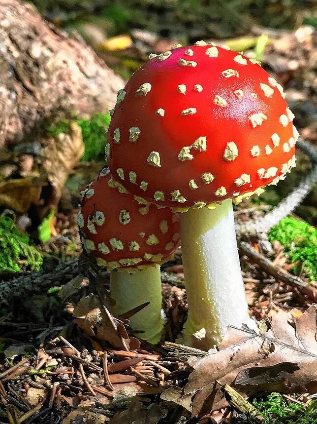 Fliegenpilze im Wald.