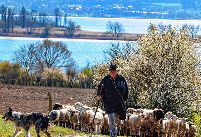 Begleitet wird Peter Blum von Border Collie Foxy.