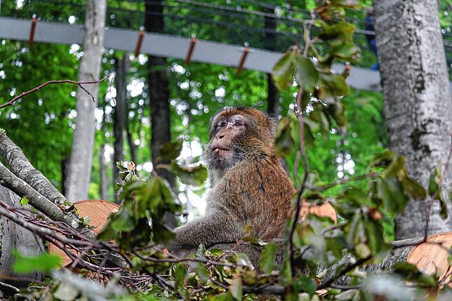 Ein Berberaffe sitzt in der Nähe des neuen Treewalks.