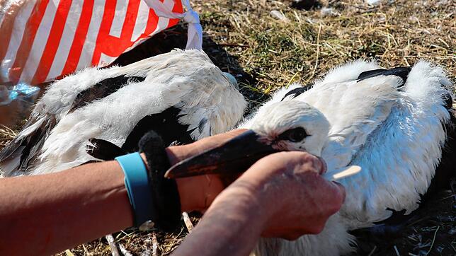 Die kleinen Störche am Eisweiher werden gewogen und beringt.