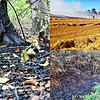 Immer öfter brennt um Bad Säckingen und in der Region die Vegetation.