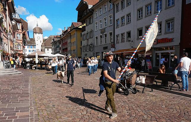 Der Einmarsch: Die Waldshuter Junggesellen marschieren mit dem Chilbibock zur Taufe beim Metzgertörle, begleitet werden sie von der ...