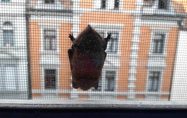 Überraschung morgens um sieben Uhr am Wohnzimmerfenster. Eine Fledermaus hängt am Fliegengitter.