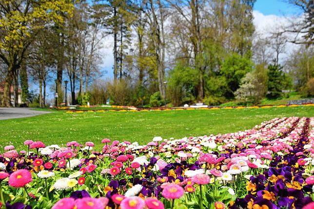 Bild 1: So kunstvoll blüht es in den Beeten: Ein Rundgang durch den Stockacher Stadtgarten
