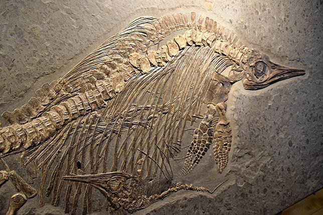 Die Fossilien, die derzeit noch in Bodman zu sehen sind, gehen zurück in das Stammhaus des Museums nach Holzmaden (Archivbild).