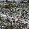 Das Reh, das Anfang Januar im Gebiet zwischen Stockach und Zoznegg getötet wurde.