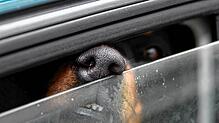in Hund steckt in einem Auto seine Nase durch einen Spalt. (Symbolbild)