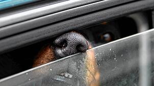 in Hund steckt in einem Auto seine Nase durch einen Spalt. (Symbolbild)