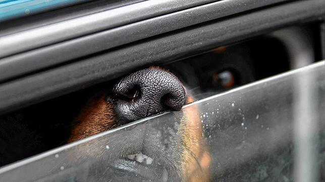 in Hund steckt in einem Auto seine Nase durch einen Spalt. (Symbolbild)