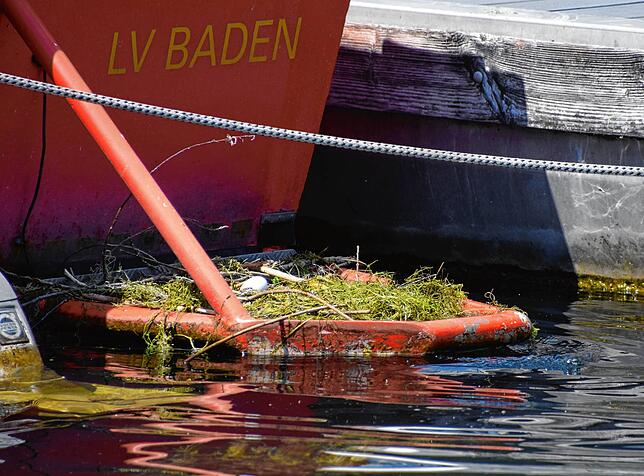 Bild 9: Hallo Welt! Immer mehr Küken bei Familie Blässhuhn auf dem Minifloß im Bodmaner Hafen schlüpfen