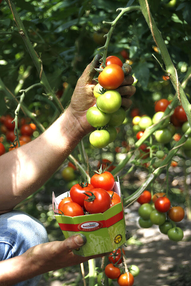 Auf der Gemüseinsel Reichenau im Bodensee reifen auch Tomaten in den vorgesehenen Gewächshäusern.