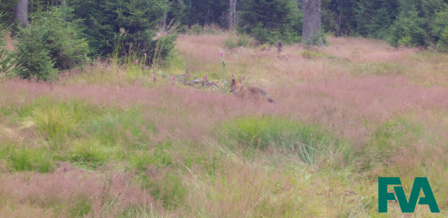 Ein kleines Suchbild, der erwachsene Wolf findet sich in der Bildmitte. Ihm folgte der junge Wolf.