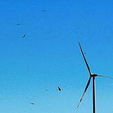 Rotmilane und andere Vögel kreisen um die Windräder auf der Gemarkung Hilpensberg.