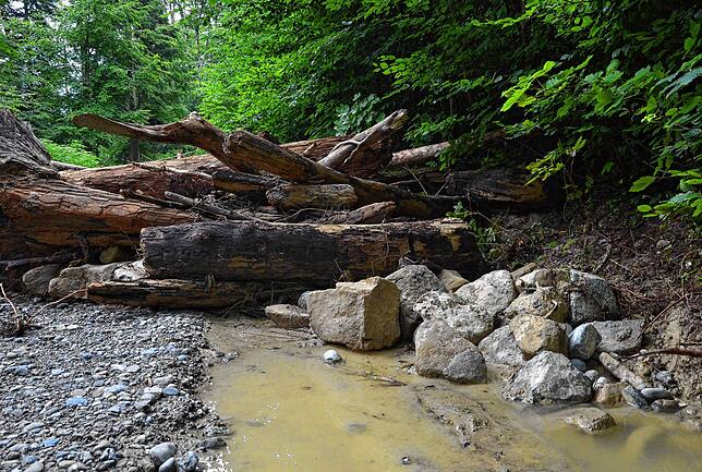 Im Wald am Gehrenberghang von den Fluten mitgerissene Baumstämme. Archivbild vom Juni 2024