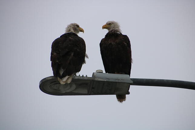 Bild 12: Die schönsten Tierfotos aus Alaska und British Columbia