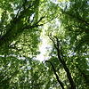 Wie geht es dem Wald im Landkreis Waldshut? Bild: Peter Schütz