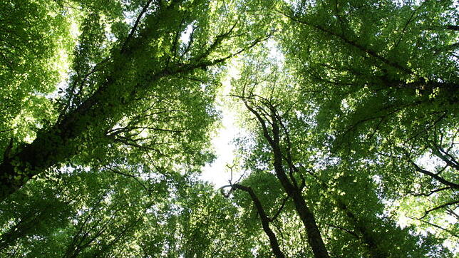 Wie geht es dem Wald im Landkreis Waldshut? Bild: Peter Schütz