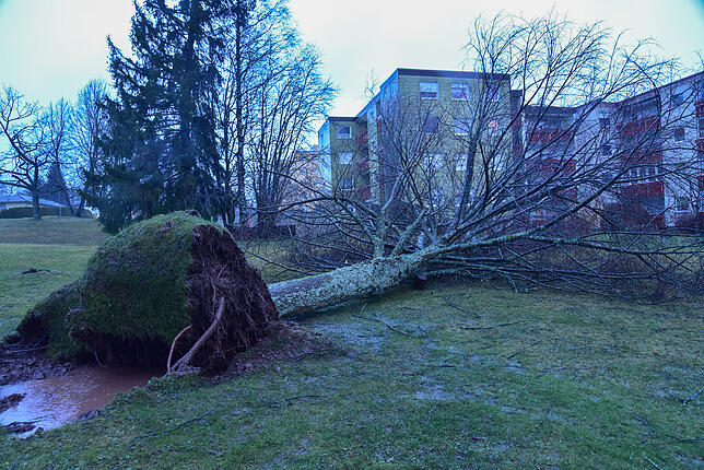 In der Schwarzwaldstraße in St. Georgen wurden mehrere Bäume entwurzelt.