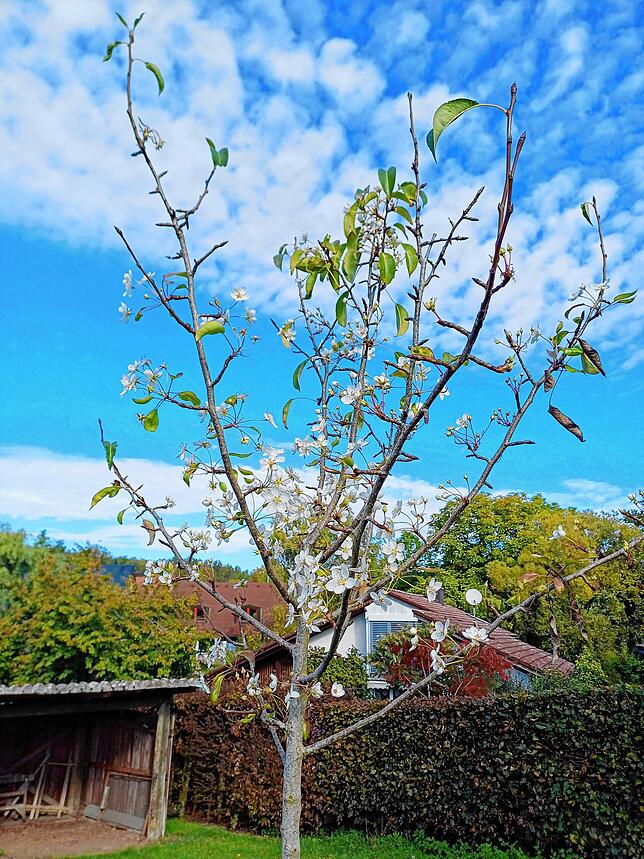Dieser Birnbaum blüht im Garten von Rosemarie und Eberhard Müller in Ühlingen
