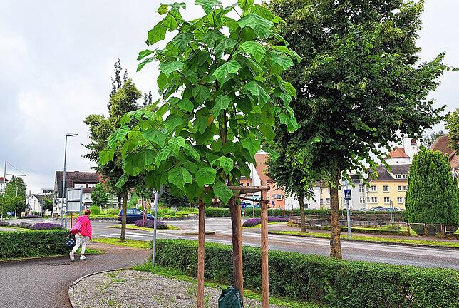 Auf den Parkplatz an der Bahnhofstraße wurden Blauglockenbäume gepflanzt und darunter auf Magersubstrat mehrjärige Blühpflanzen ausgesät.