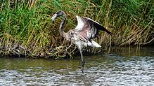 Der Flamingo vom Titisee: Rosa werden die Tiere erst, wenn sie älter sind.