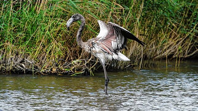 Der Flamingo vom Titisee: Rosa werden die Tiere erst, wenn sie älter sind.