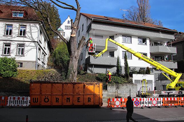 Ast für Ast wird er immer weniger. Am Nachmittag ist die Baumkrone so gut wie weg.