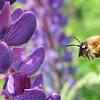 Lupinen sind nicht nur eine Augenweide – auch die Bienen lieben sie. Im Sommer zieren sie die Straßenränder, die – im Bienen-Sinne – so ...