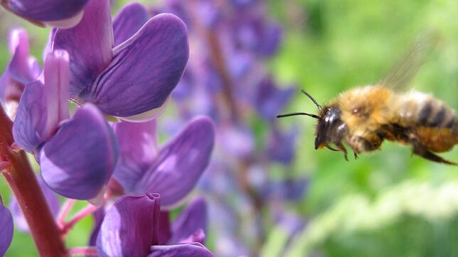 Lupinen sind nicht nur eine Augenweide – auch die Bienen lieben sie. Im Sommer zieren sie die Straßenränder, die – im Bienen-Sinne – so ...