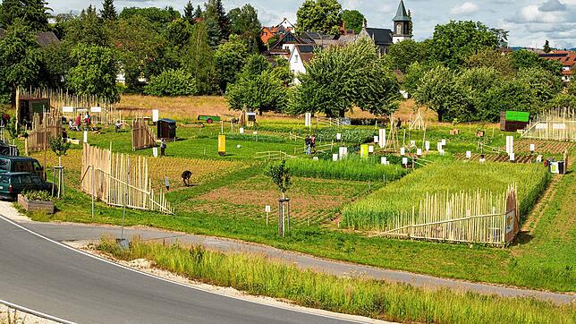 Der Überlinger Weltacker in Andelshofen ist seit dem Spatenstich vor über einem Jahr prächtig gediehen, so die Organisatoren. Lernen und ...