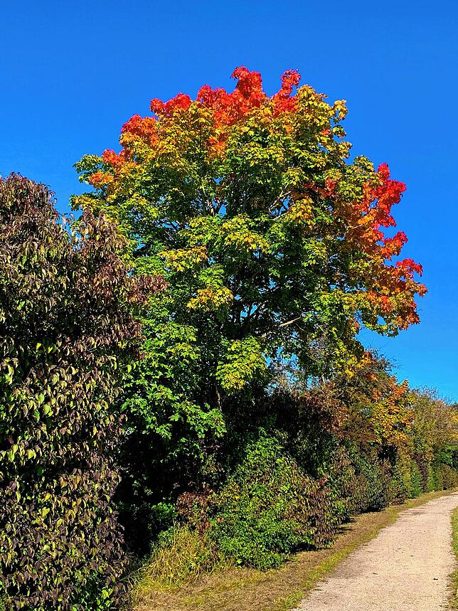 Bild 21: So schön ist der Herbst im Schwarzwald und auf der Baar