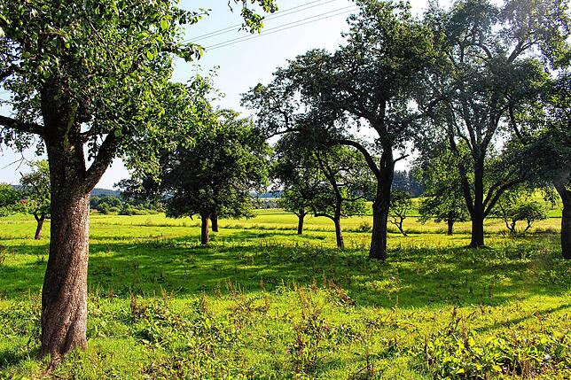 Die Streuobstwiese beim Waldhauser Hof soll das Kindergartengeländer werden. Dafür soll es eine passende Einfriedung geben.