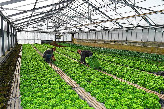Die Arbeiten in der Gärtnerei des Lehenhofs gehen weiter: Die Auszubildenden Jennifer Moser und Paul Möbius im Gewächshaus bei der Ernte.