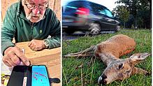 Jeder rote Punkt auf dem Handy von Jäger Willi Seitz ist ein Wildunfall, zu dem er gerufen wurde. Über 40 tote Tiere, vor allem Rehe, in ...