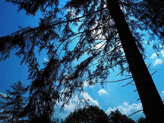Die Fichtenwälder bei Villingen sind von den Stürmen ausgelichtet, wie hier bei Volkertsweiler. Das Bild stammt von 2018.