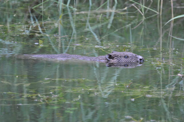 Ein Biber, fotografiert auf dem Gelände des BirdLife-Naturzentrums am Klingnauer Stausee.