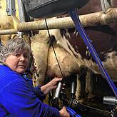 Martina Braun, Grünen-Abgeordnete und Landwirtin, an der Melkmaschine.