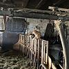 In den Stallungen bot sich den Tierschützern ein schreckliches Bild. Hängebauchschweine standen tief im Dreck, Ponys und Pferde waren ...