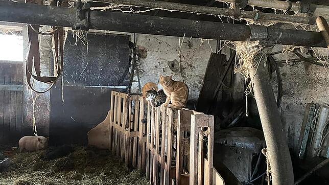 In den Stallungen bot sich den Tierschützern ein schreckliches Bild. Hängebauchschweine standen tief im Dreck, Ponys und Pferde waren ...