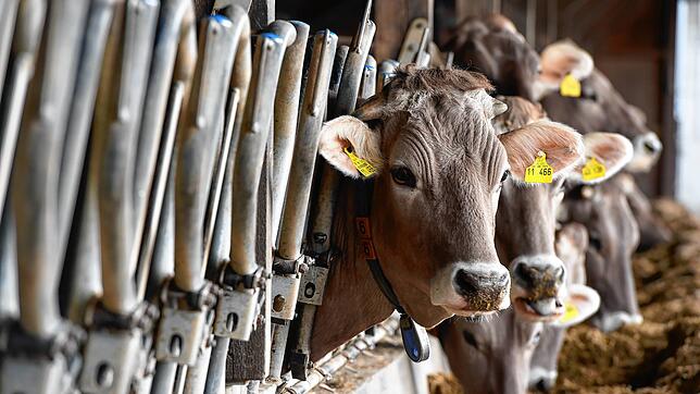 Ein Tierhalter eines Kleinbetriebes im westlichen Landkreises ließ seine Rinder verenden. Diese Aufnahme zeigt Milchkühe im Kreis ...