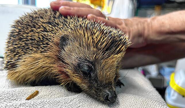Igeldame Perdita (“die Verlorene“) hat durch einen Hundebiss ein Auge verloren. An den Schläfen sind noch Überreste der Verletzung zu ...