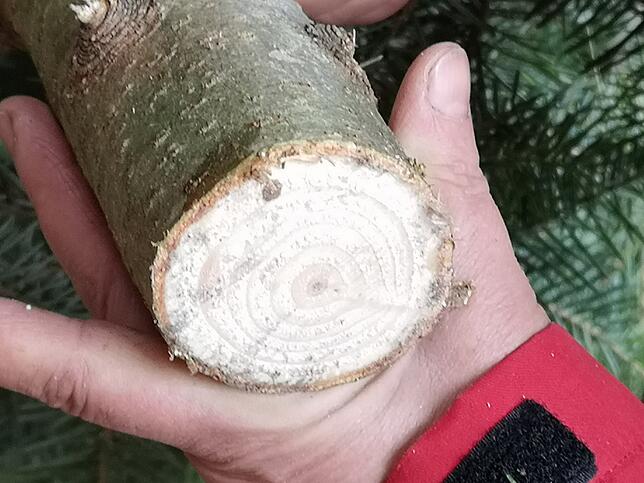 Der Christbaum sollte möglichst frisch geschlagen sein. Vor dem Aufstellen empfiehlt es sich, den Stamm nochmals anzuschneiden.