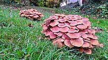 Eigentlich ein faszinierender Anblick – doch manche Gartenbesitzer stören die zahlreichen Pilze, die derzeit auf den Rasenflächen sprießen.